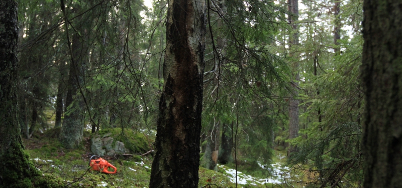 Tomma råd om trädval vid blädning