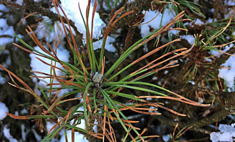 Invasiv tallparasit funnen i Sverige