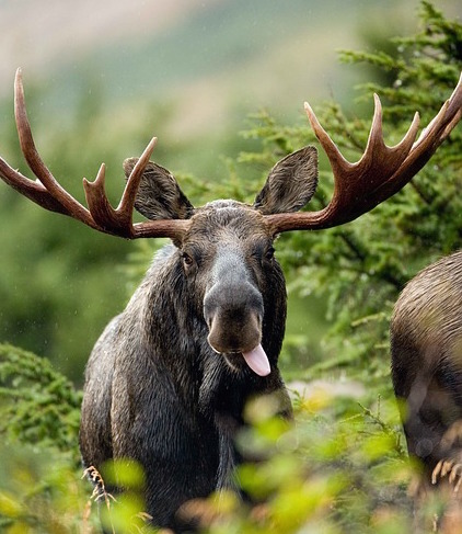 Möte om bättre balans mellan skog och klövvilt