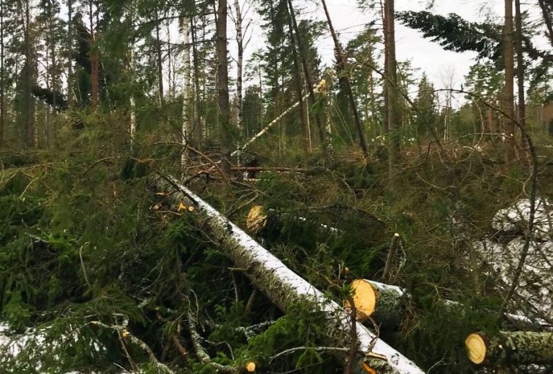 Alfrida fällde 300 000 kubikmeter i Stockholm