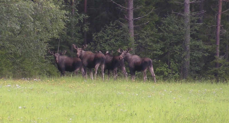 Omfattande betesskador i norr