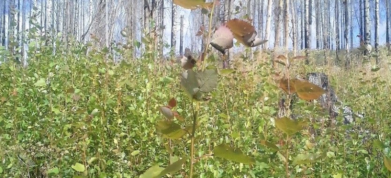 Löv och vilt hotar återplantering