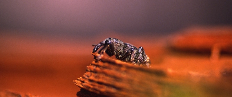 Grangen kan hjälpa mot snytbagge