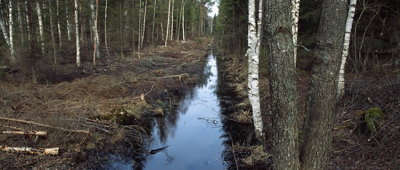 Stöd till kurser om skogens vatten