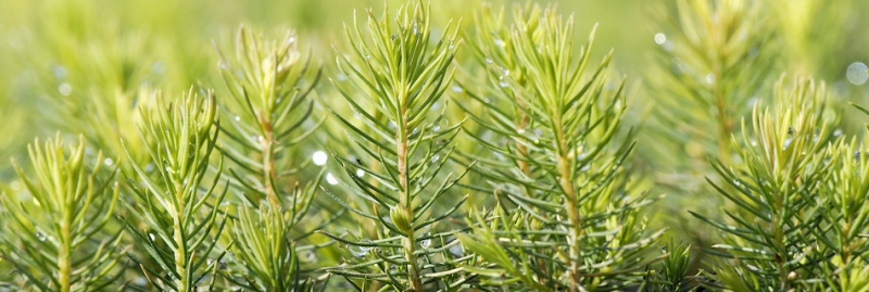 Miljoninvestering i ökad plantproduktion