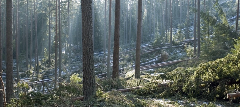 Få får dispens för stormfällda träd