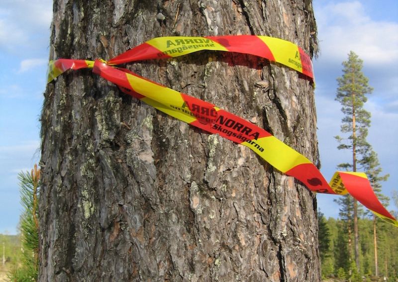 Ökade affärer i Norras skogar