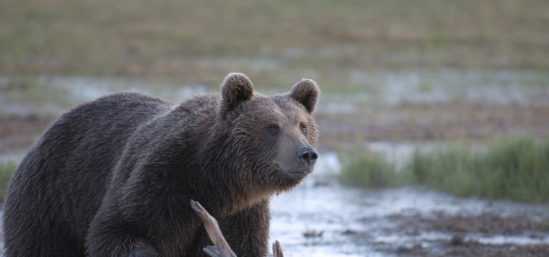 Björn får varg att fälla färre älgar