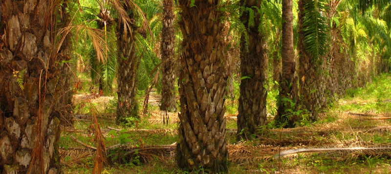 ”Så når felaktigheter om avskogning söndagsbilagorna”