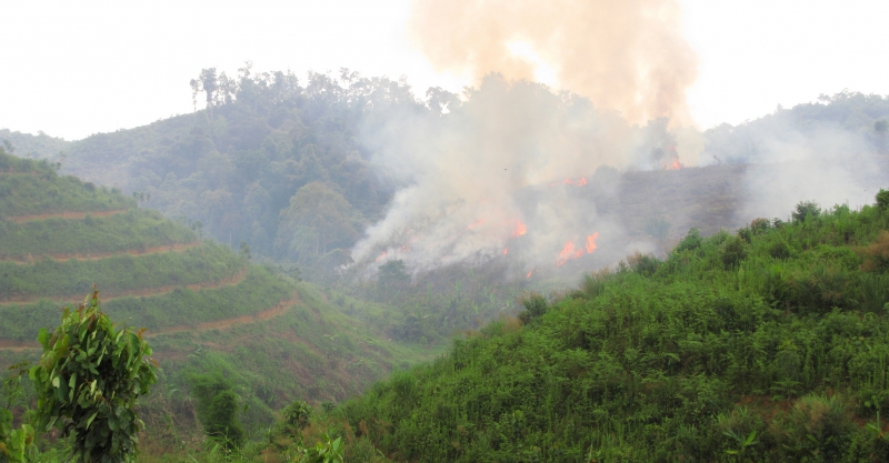 ”En seriös debatt om avskogning,  tack”