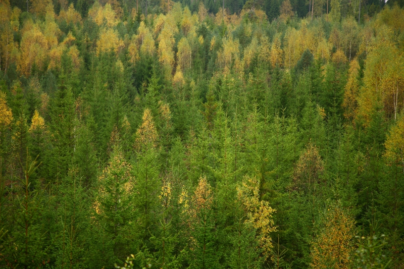 ”Bioekonomin – det nya svenska undret”