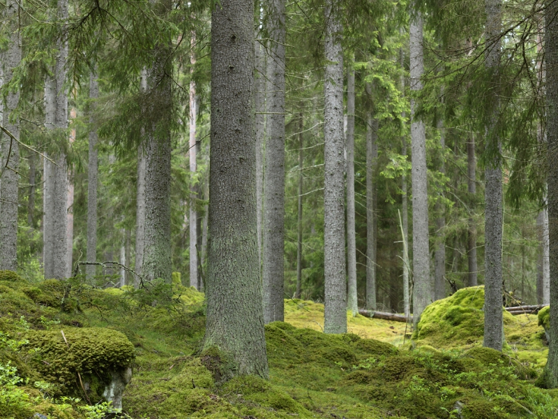 Vad vill du med din skog?