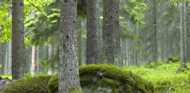 Därför vill Skogssällskapet korta omloppstiden