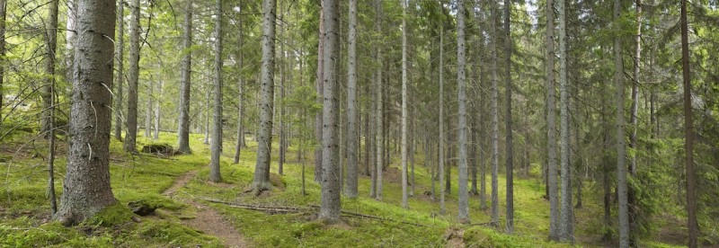 ”Bryssel ska inte besluta om skogen”