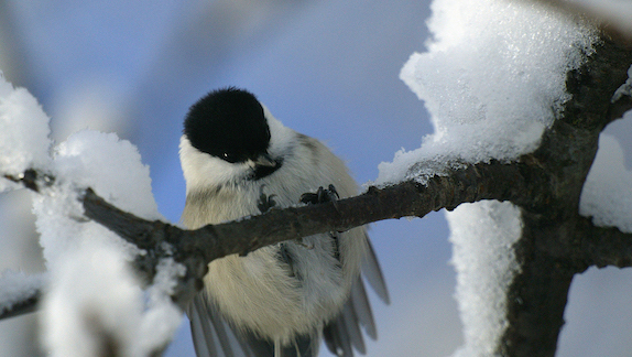 Många fåglar i produktionsskogen