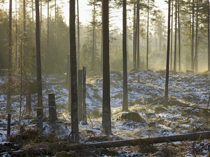 Fler målbilder för naturhänsyn i skogsbruket