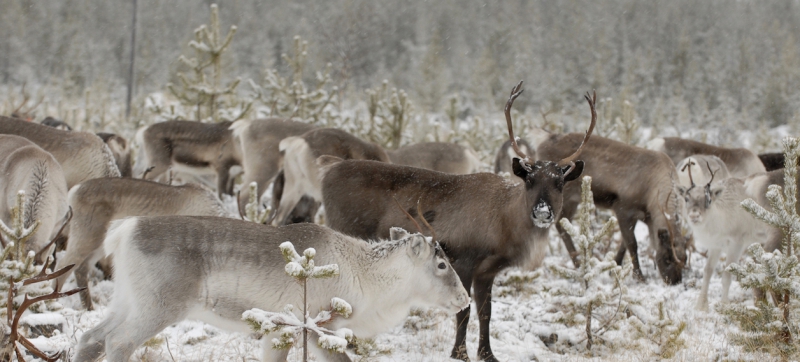 Minskade motsättningar med tydligare regler