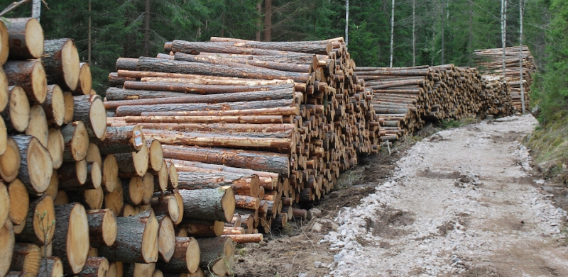 ”Skev skogsstatistik skapar falsk virkesbrist”