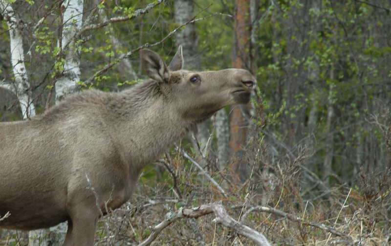 Betesskador på fortsatt hög nivå