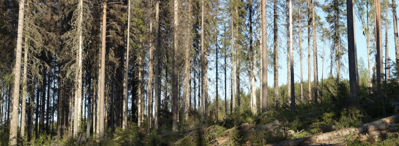 Barkborrearmageddon får virkespriser att falla
