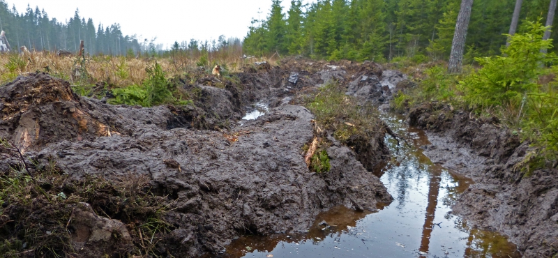 Frostbrist fruktas för framtida skogsbruk