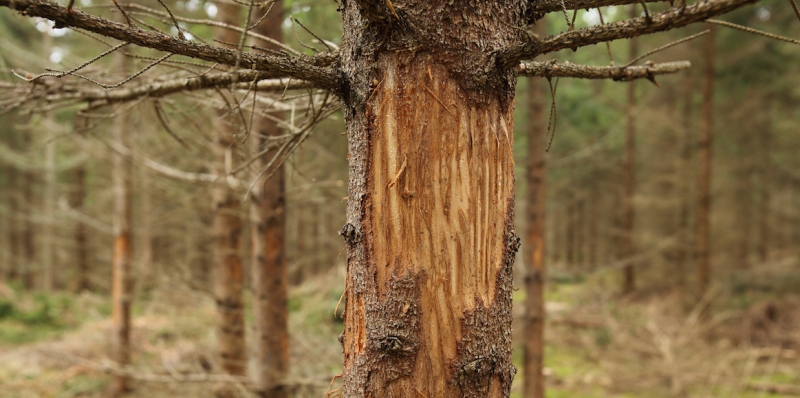 Utökad hjortjakt ska skydda skogen