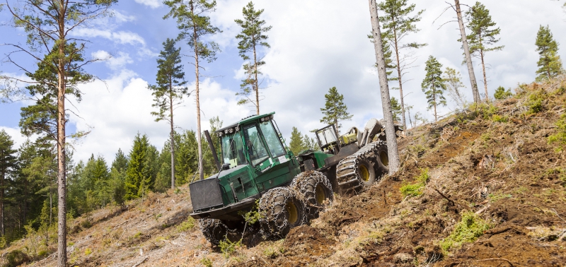 Så kan skogsbrukare minska markrasrisk