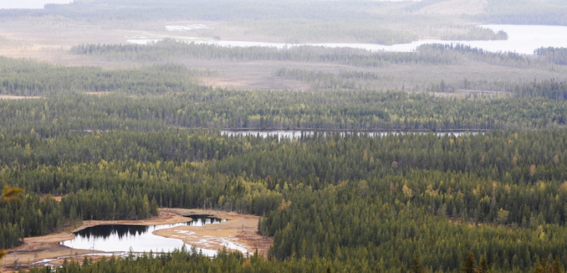 Norra Skogsägarna nöjda med 2019
