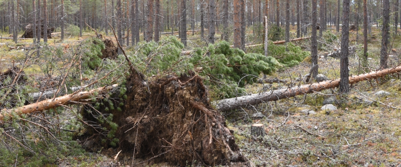 Spridda vindfällen efter påskstorm