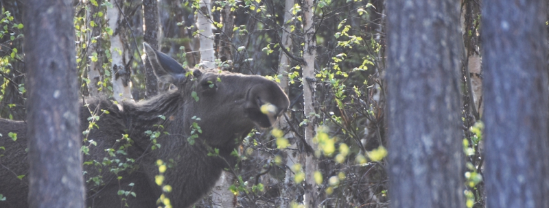 ”Älg måste skjutas där älg finns”