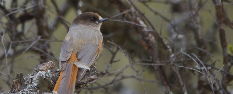 Skogsägare fick rätt i lavskrikemål