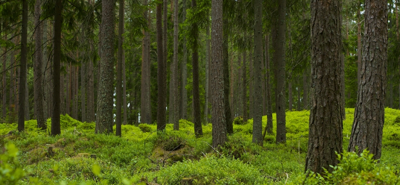 ”Vi tvingas bli skogsskövlare”