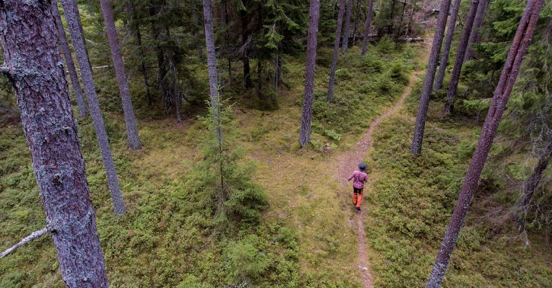 Dags för försoning i skogen