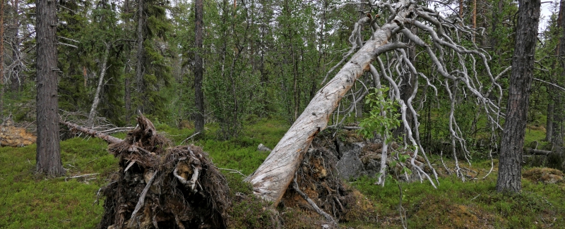 ”Slopa biotopregistrering vid avverkningsanmälan”