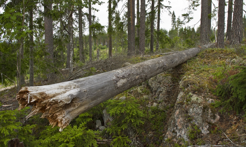 Död ved gynnar skogens arter