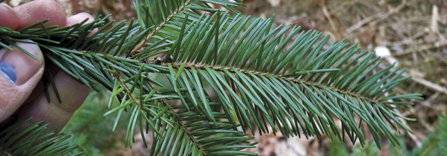 Rätt lokal – då frodas douglas