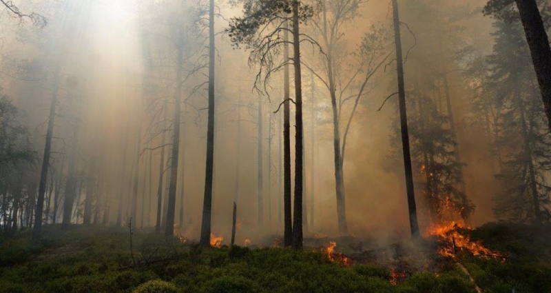 Vackert om brand som viktig naturvård