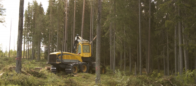 Avverkningsviljan på topp i södra Sverige