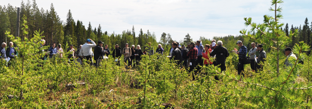 Lärk kan bli nordligt framtidsträd