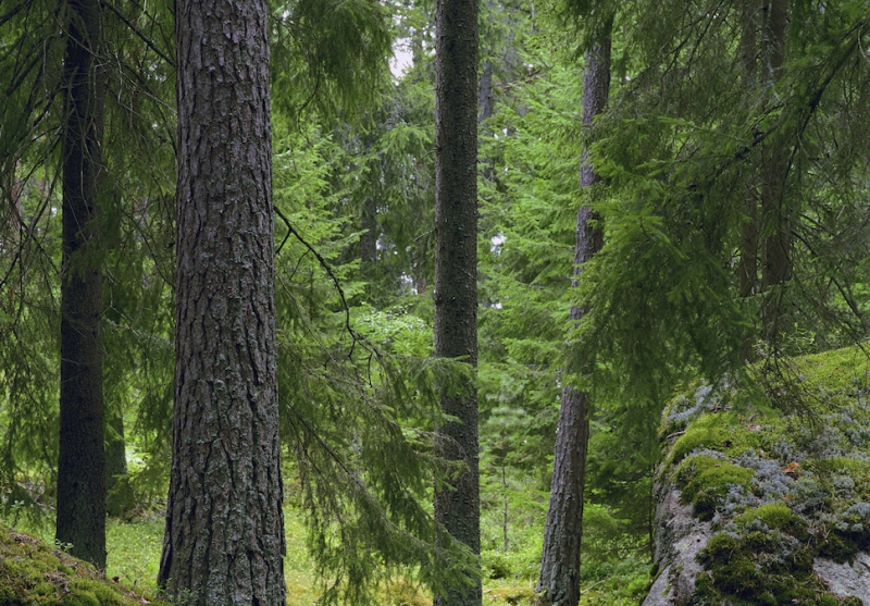 ”Vem kommer vilja bli skogsägare?”