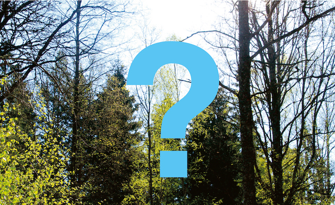 Vem blir årets skogshjälte i världen?