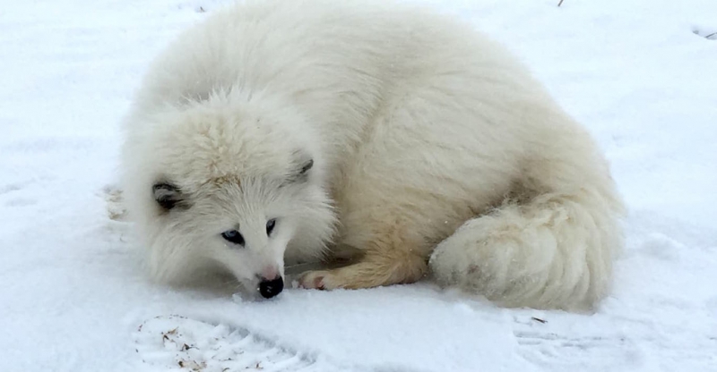 Vita mårdhundar utsläppta i norr