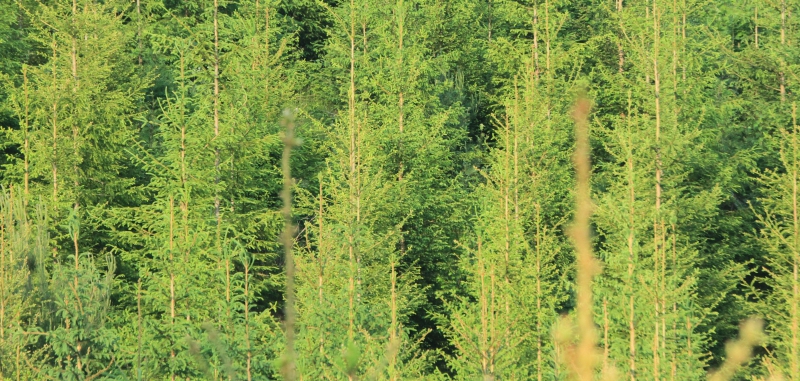 Barrmätning ger tillväxtbesked
