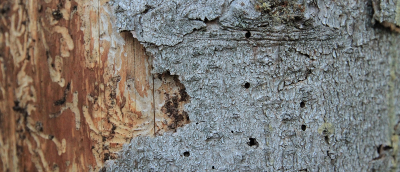 Barkborre större hot i norr än söder