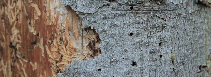 Granbarkborren värsta skadegöraren