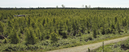 Mosaikskogen ska klara stormarna