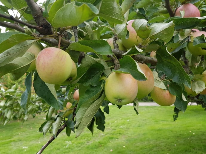 Bjud älgarna på äpplen