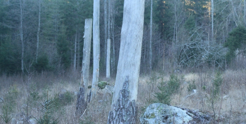 Högstubbar gör binytta