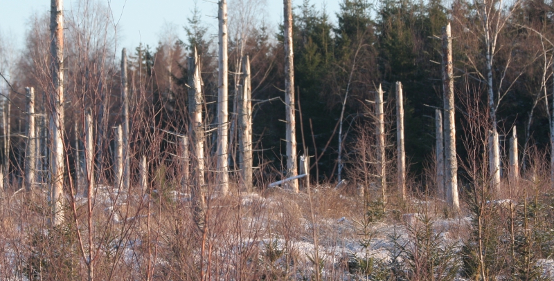 ”Förbjud högstubbar av gran”