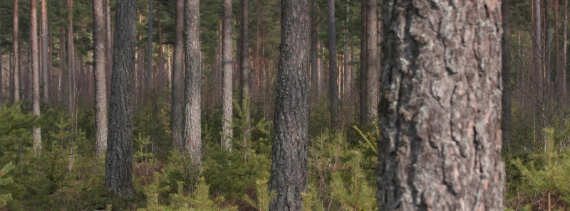 ”Nej Sten Nilsson, den konflikten finns inte”